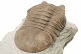 D Asaphus Plautini Trilobite Fossil - Russia #200416-3